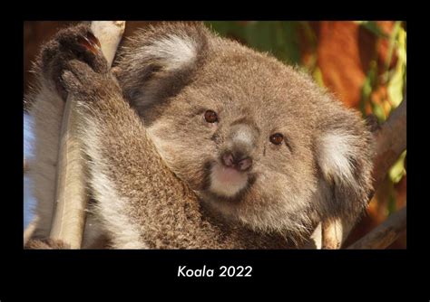 Koala Fotokalender Din A Tierkalender