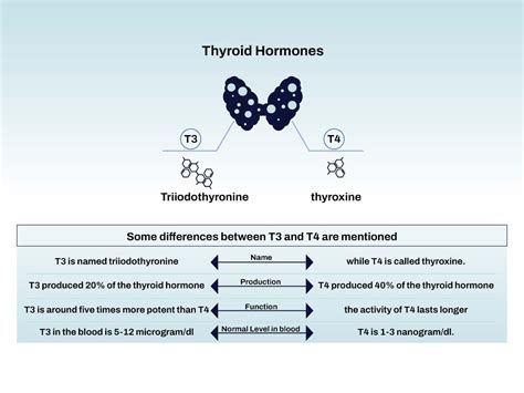 Thyroid Hormones T3 And T4 What It Is And How Are They Different