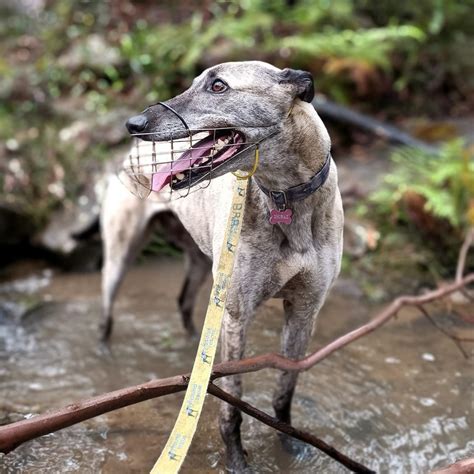 Greyhound Adoption Sydney • Greyhound Rescue