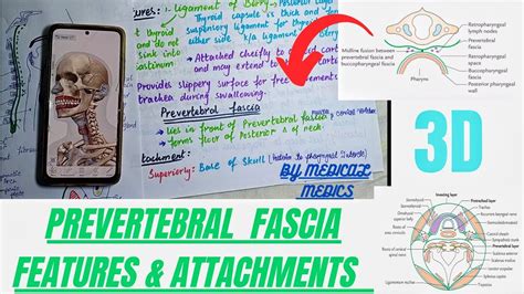 Prevertebral Fascia Attachments Features Deep Cervical Fascia