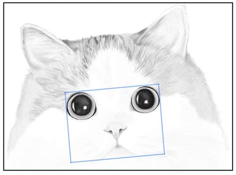 How To Draw A Cat’s Face Realistic Portrait Step By Step Drawing Tutorial How To Draw Step