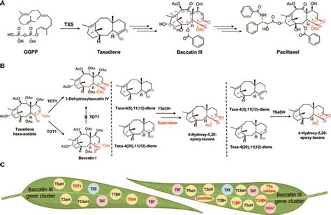 Intricate Metabolic Network For Paclitaxel Biosynthesis Biodesign Research