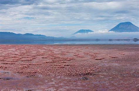 Lake Natron: Deadly to Most Life, but the Flamingos Love It » Explorersweb