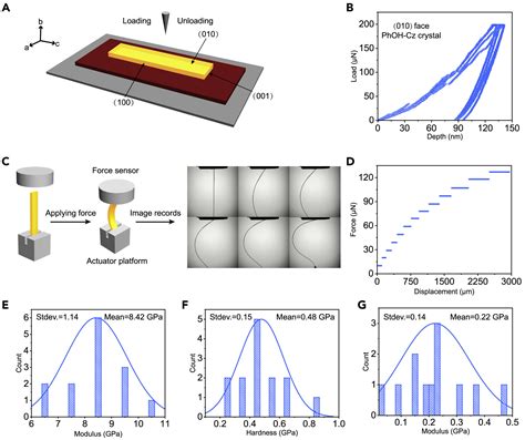 Atomic Resolved Hierarchical Structure Of Elastic Conjugated