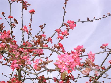 Spring colors Free Photo Download | FreeImages