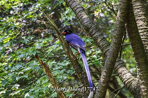 Harry17747台灣藍鵲藍鵲鳥類保育類動物台灣特有種長尾山娘陽明山國家公園陽明山國家公園台北市北投區台北 A