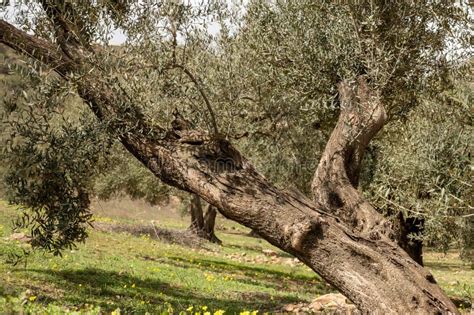 Olive Tree Grove On Hills In Spring Time With Blossom Of Yellow Wild