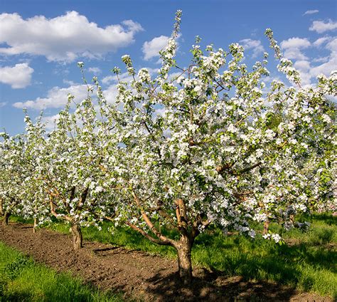 Лада Яблоня Описание Фото – Telegraph