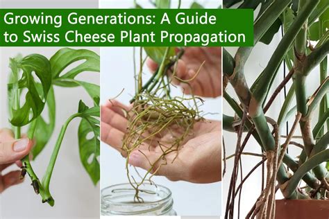 Growing Generations A Guide To Swiss Cheese Plant Propagation