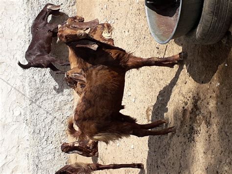 15Month Black Goat Farming sirohi Top quality, Meat, Weight: 60 at Rs ...