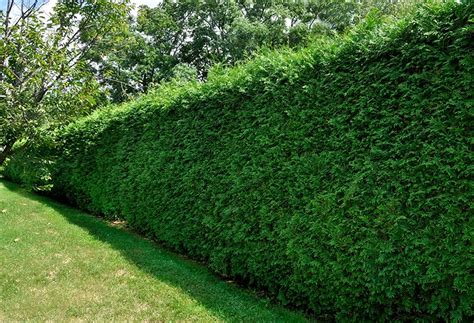 American Arborvitae (Thuja Occidentalis) Hedges - InstantHedge