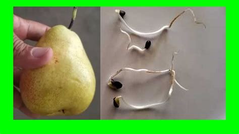 How To Germinate Pear Seeds Fast Grow Pear Tree From Seed Youtube