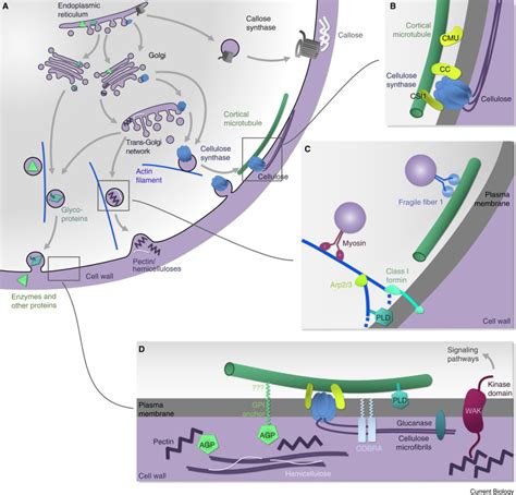 Cytoskeletal Regulation Of Primary Plant Cell Wall Assembly Current