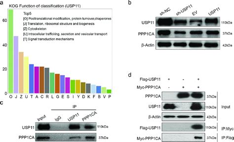 Usp11 Interacts With Ppp1ca Endogenously And Exogenously A Kog