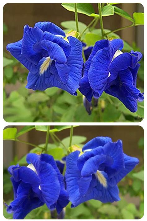 Double Butterfly Pea Flower Seeds Organic Non Gmo Seeds Clitoria