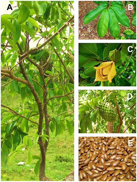 Frontiers Exploring The Leaves Of Annona Muricata L As A Source Of