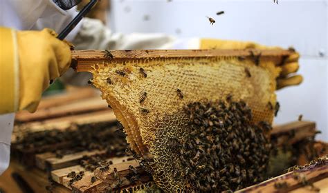 Beekeeping for Beginners - Bee Built