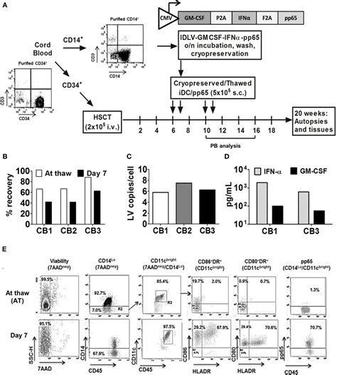 Frontiers Multidimensional Analysis Integrating Human T Cell