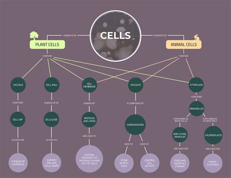 Concept Map Templates To Simplify Complex Ideas Venngage