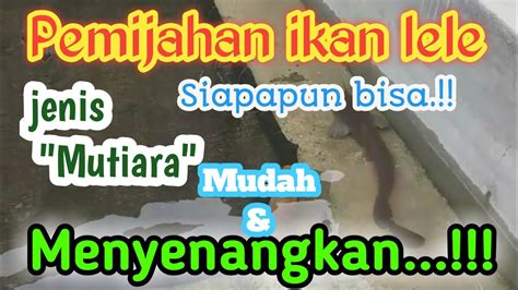 Cara Mudah Memijahkan Ikan Lele 2021 Lele Mutiara YouTube