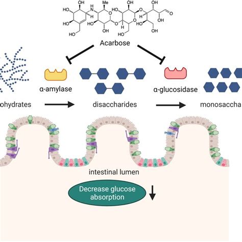 Acb Mechanism Of Action In Glucose Regulation Acb Has An Inhibitory