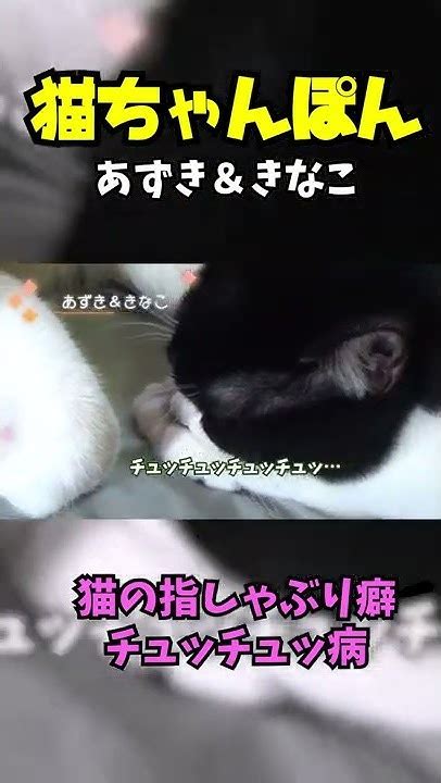 猫の指しゃぶり癖が治らないねこチュッチュッ病？shorts Youtube