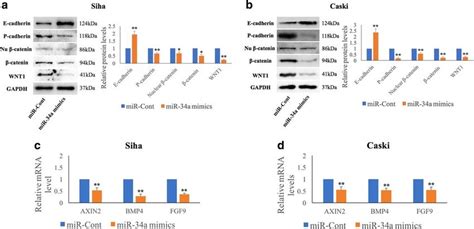 Mir A Targets The Wnt Catenin Pathway And Subsequently Regulates