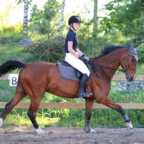 Is canter easier than trot? - DIY Seattle