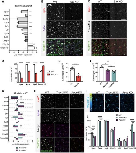 Loss Of Bax Reduces Dam Related Gene Expression In Microglia A Download Scientific Diagram