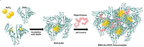 Schematic Illustration Of Bsa Au Ocs Nanocomplexes Download