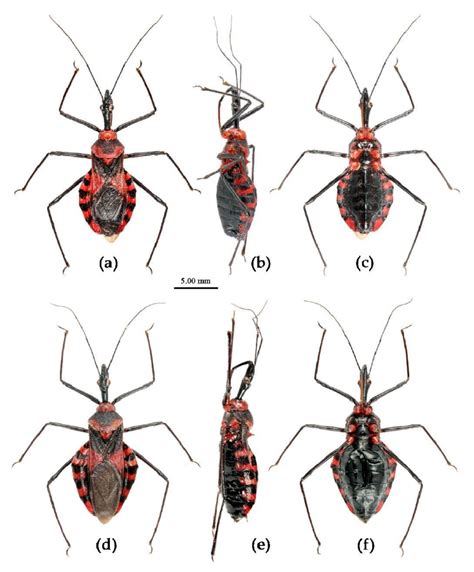 Sycanus Bicolor Hsiao 1979 Habitus A C Male D F Female A