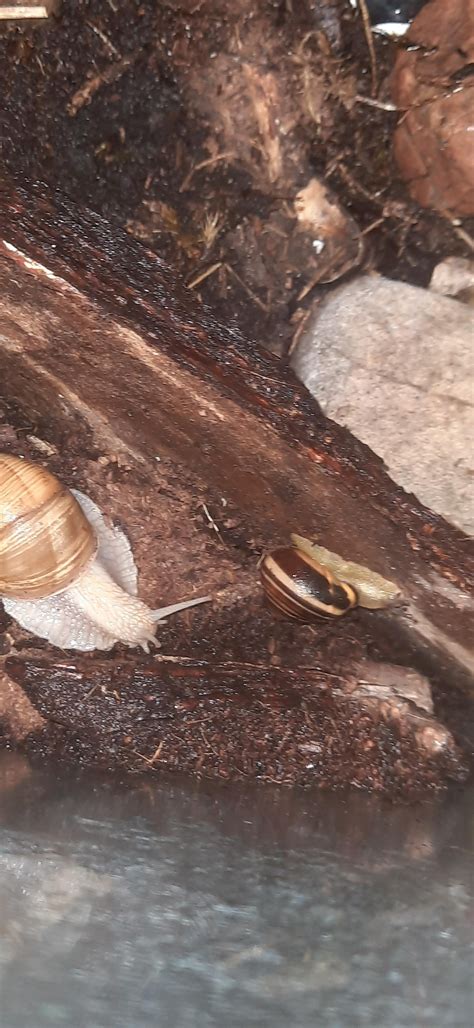 Why Do My Snails Look So Flat R Snails