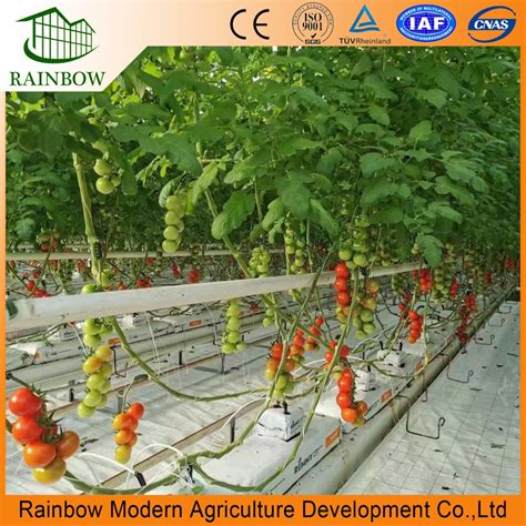 Modern Multi Span High Tunnel Plastic Film Hydroponic Greenhouse For