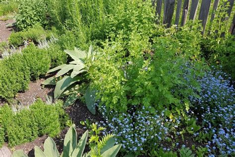 Companion Planting Guide Including 7 Benefits Of Polyculture