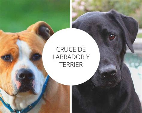 Cruce De Labradores ¿qué Cruces De Raza Existen ¿características