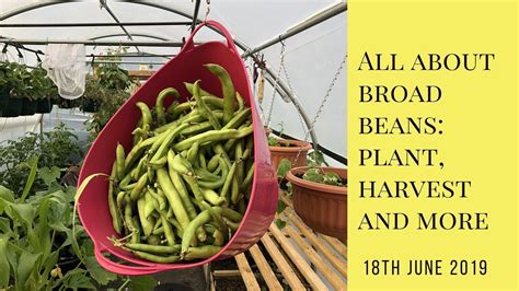 All About Broad Beans Planting Harvesting And More YouTube