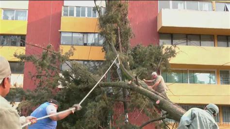 En Vivo Cae Árbol de 20 Metros en Coyoacán CDMX N