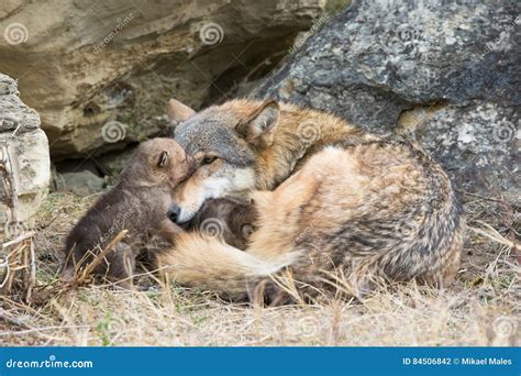 Wolf Pups Nursing on Mother Stock Photo - Image of american, canine: 84506842