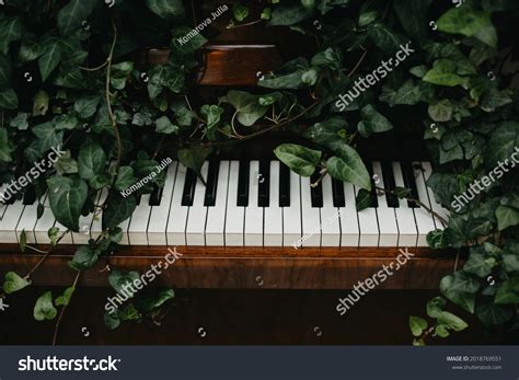 Pianist Landscape Photos Images And Pictures Shutterstock