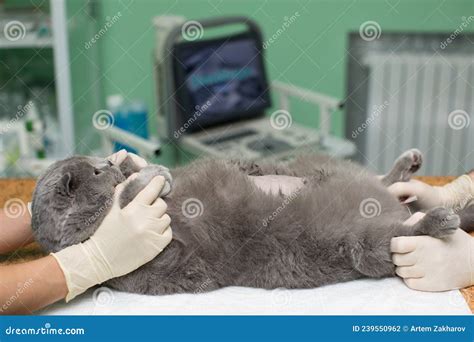 The Vet Does An Ultrasound Cat In Clinic Stock Photo Image Of