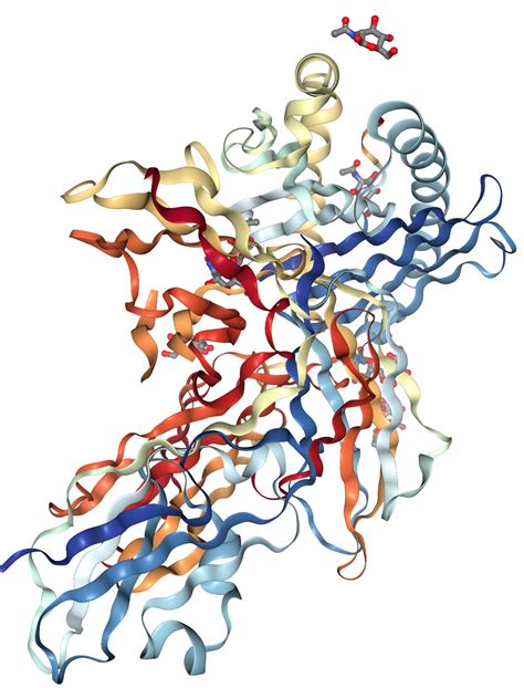 beta-Actin Protein Overview | Sino Biological