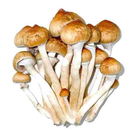 Acheter Psilocybe Cubensis Mazatapec Mycotek