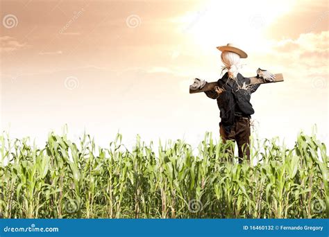 Scarecrow in Corn Field at Sunrise Stock Photo - Image of decorative ...