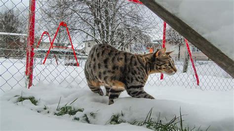 Savannah Cat - Temperament, Price And Must-Know Facts - Petmoo