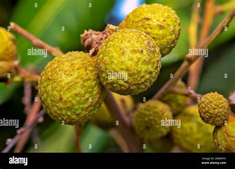 Longan Dimocarpus Longan Is A Small Round Sweet And Watery Fruit That Is Verry Similar To