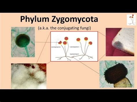 Zygomycota: characteristics, systematics, feeding, habitat - science - 2025