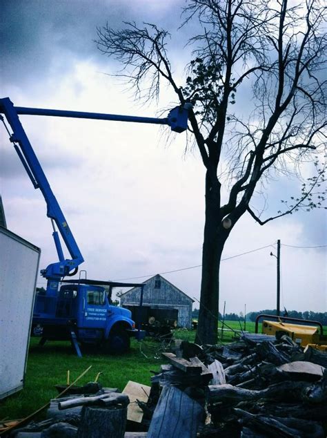 Tree trimming service, tree service, tree service company, local tree ...