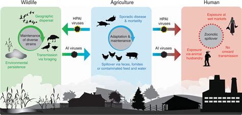 Highly Pathogenic Avian Influenza Is An Emerging Disease Threat To Wild