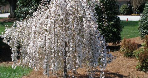 Cherry Snow Fountain | Gossett's Landscape Nursery