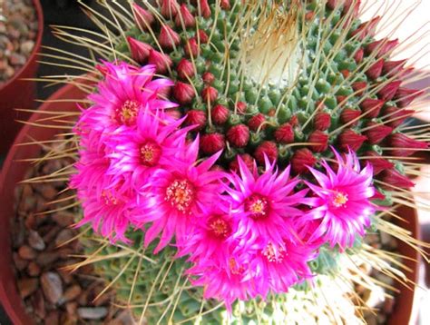 Piante grasse con fiori le più belle e facili da coltivare